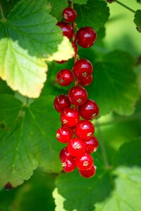 Red currant soft fruit berries photo