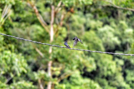 Bird fight Free photos