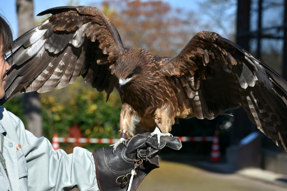 Video feathers wings