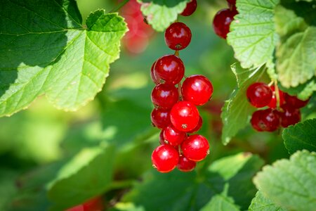 Red currant soft fruit berries photo