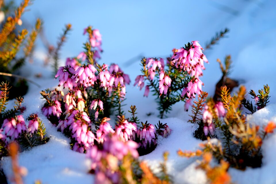 Macro winter macro photography