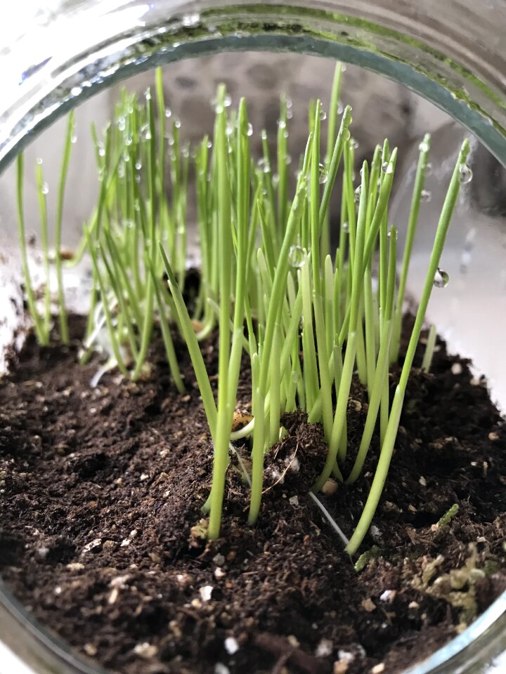 Wheatgrass terrarium indoor growing