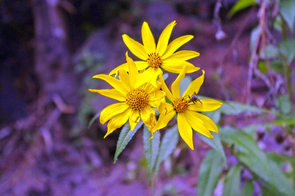 Sunflower yellow wildflower
