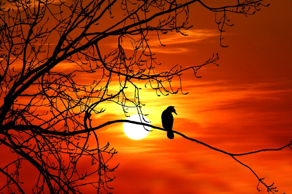 Silhouette nature wildlife
