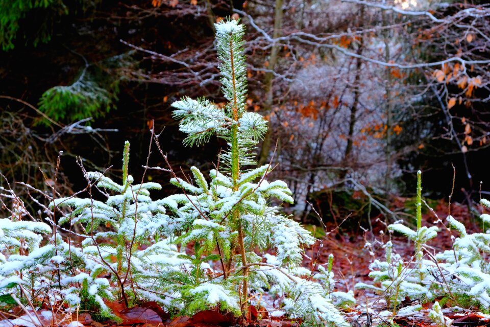 Season plant winter