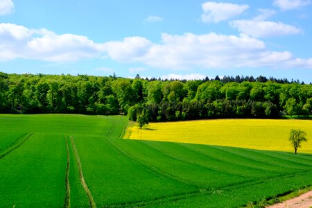 Nature rural grass photo