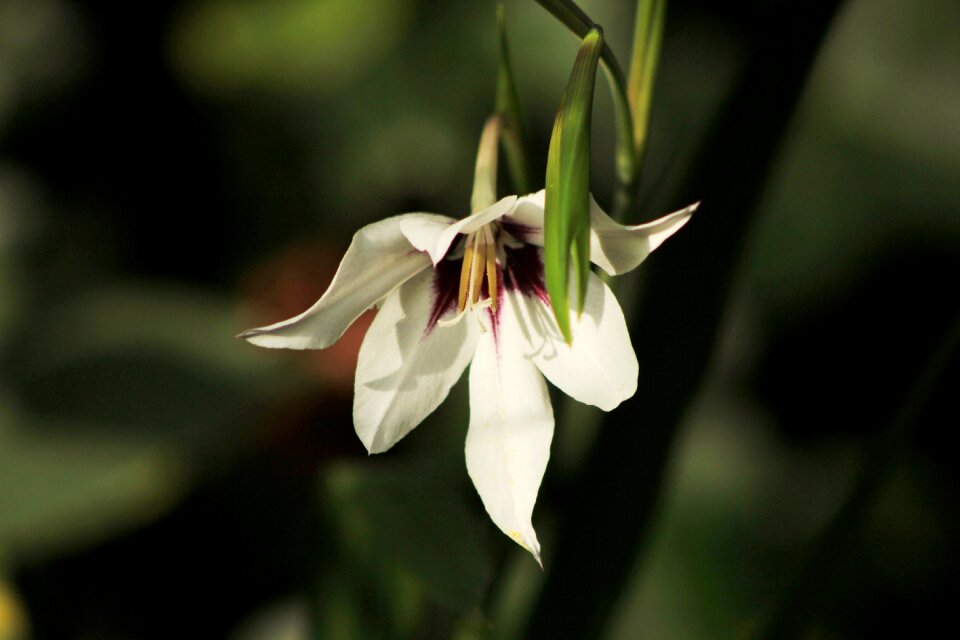 Flower garden white