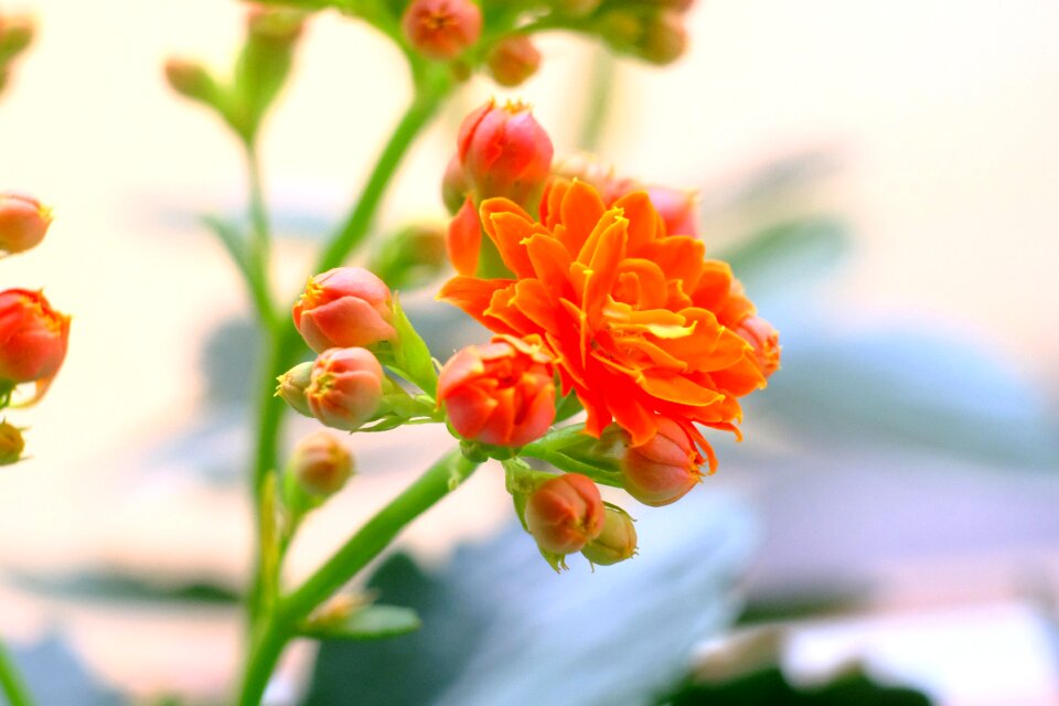Plant garden close up