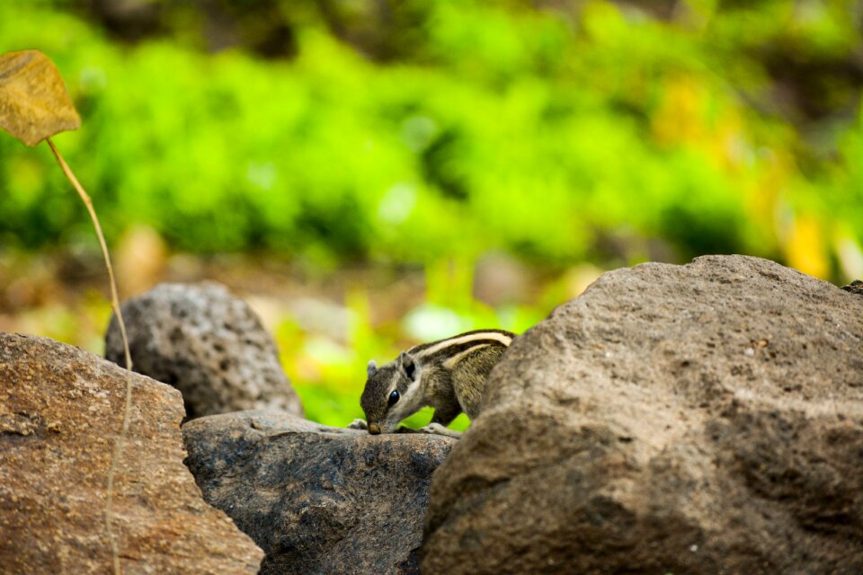 Animal wildlife creature