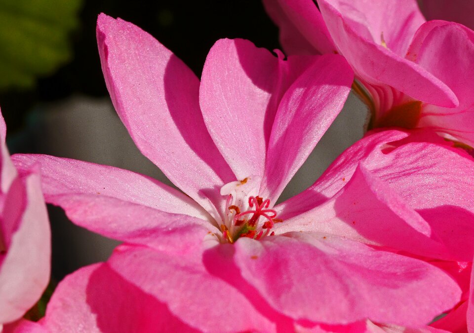 Center stamens stamp