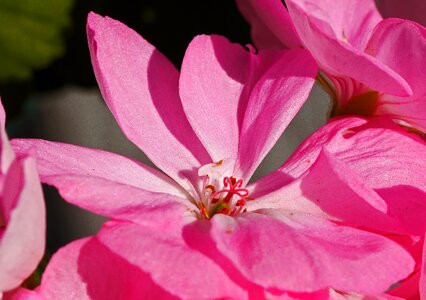 Center stamens stamp