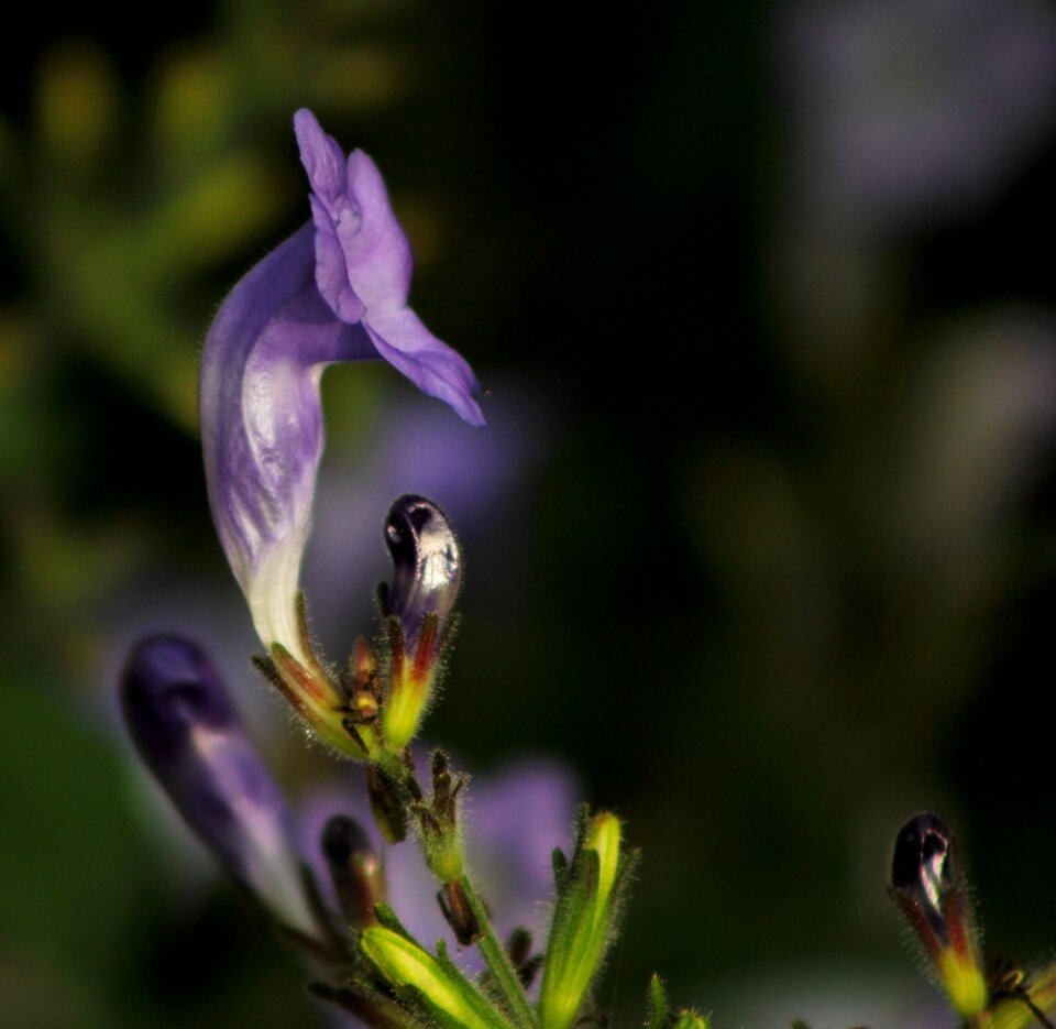 Garden bloom autumn