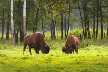 Animals nature forest