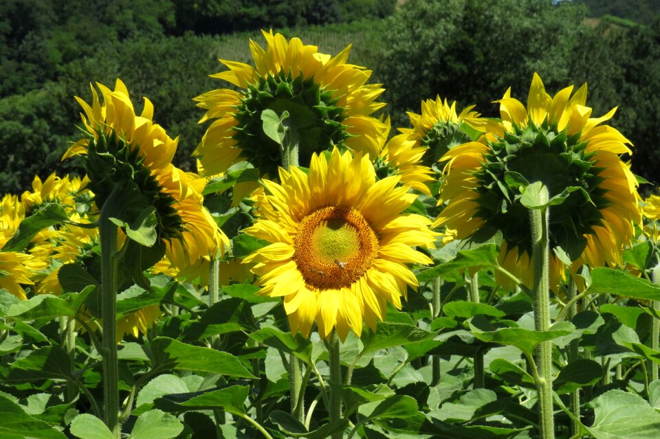 Yellow bright sunny