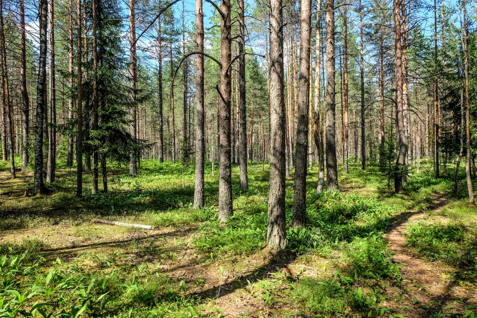 Leningradoblast nature landscape