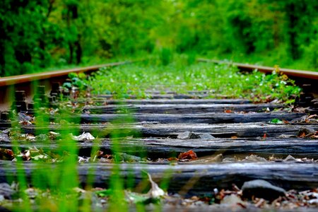 Leaf wood railway line