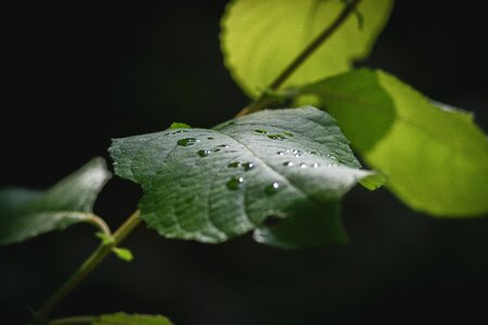 Rain plant raindrop photo