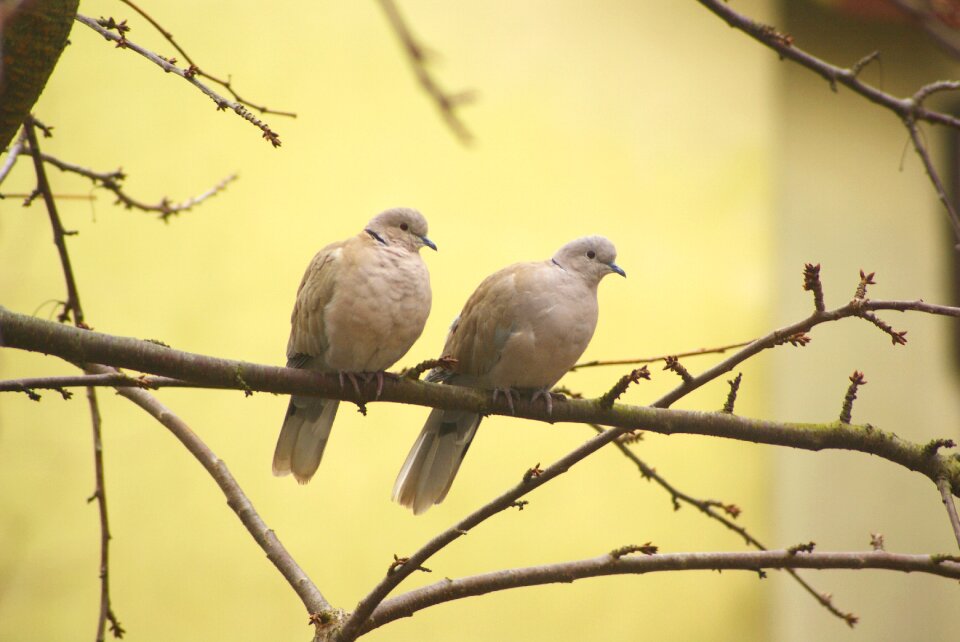 Sierpówki bird dove