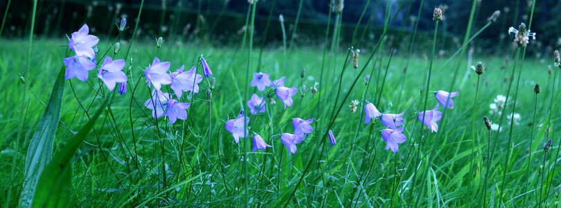Bluebells wild flowers flowers