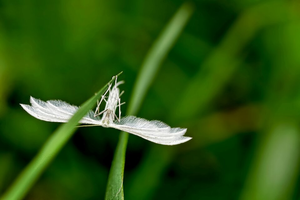 Butterfly spring little figure white butterfly