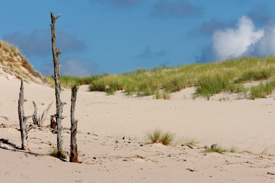 Dry dunes landscape