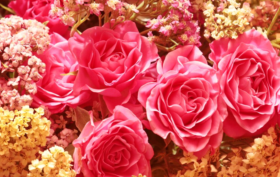 Pink flower beauty