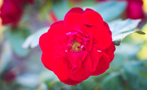 Romantic macro red flower photo