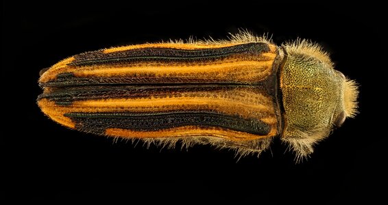 Wildlife nature bug