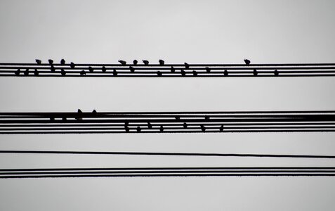 On the wire houfující music