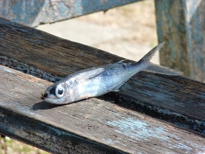 Flies puzzled gray fish