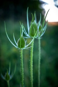 Green spur macro photo