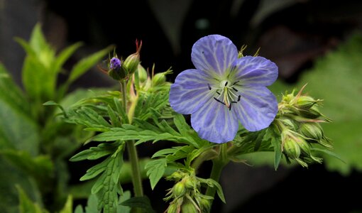 Flower garden summer