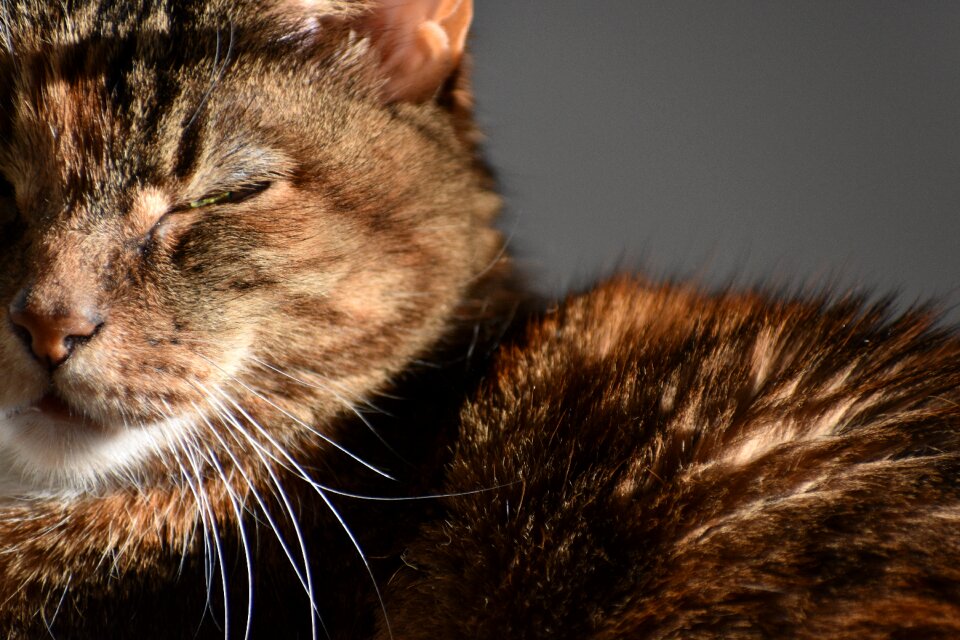 Cat eye brown sleep brown sleeping