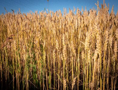Wheat field barley arable photo