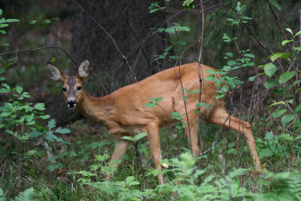 Venison animals nature