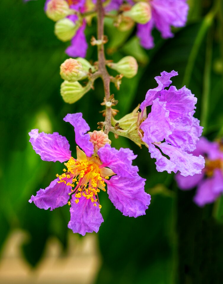 Pink flower blooming