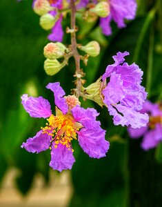 Pink flower blooming