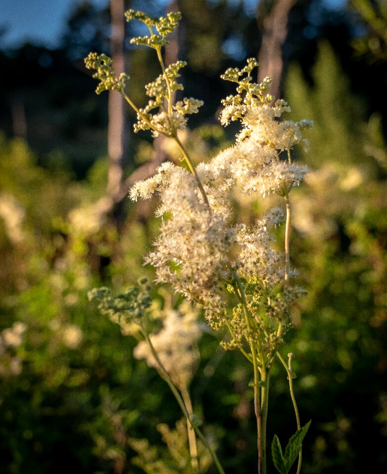 Grasses pollen white
