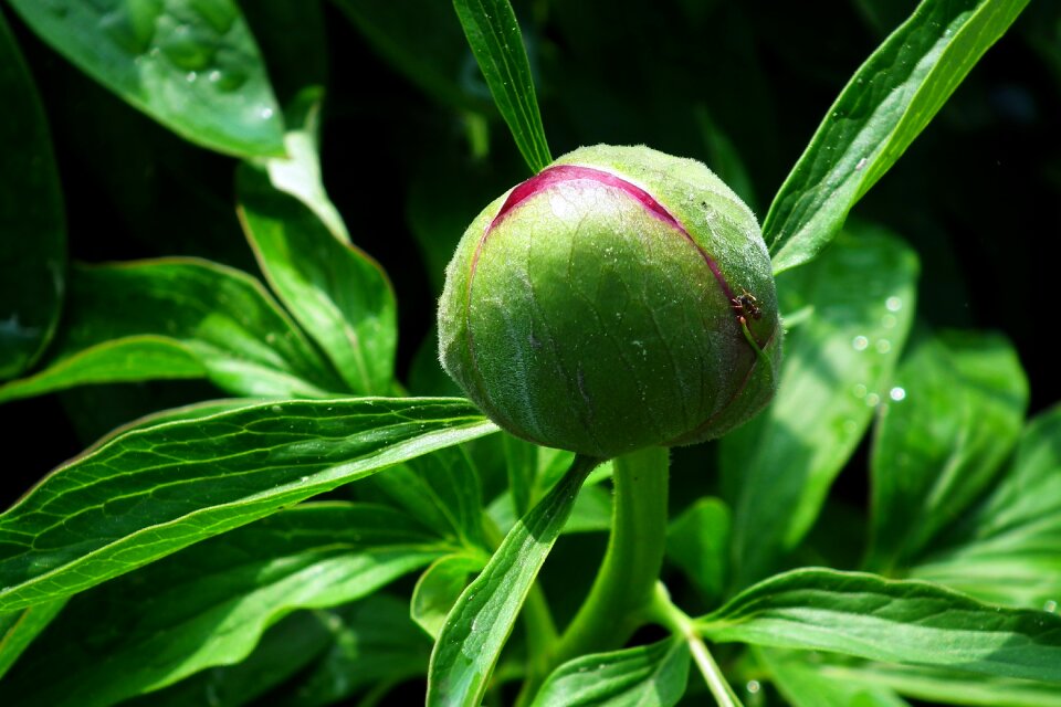 Plant closeup peony