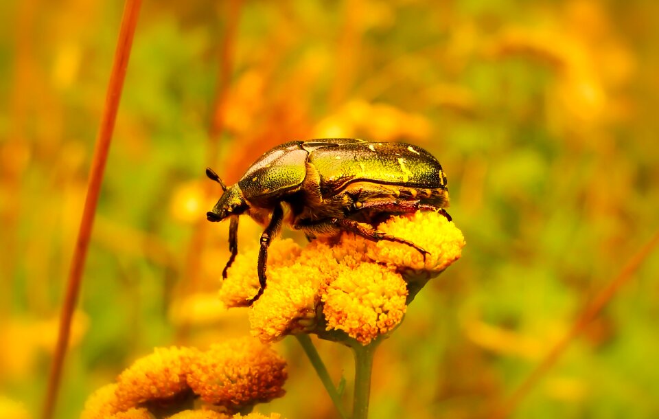 Animals nature at the court of