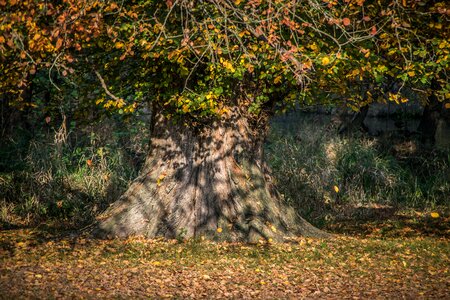 Old colorful nature