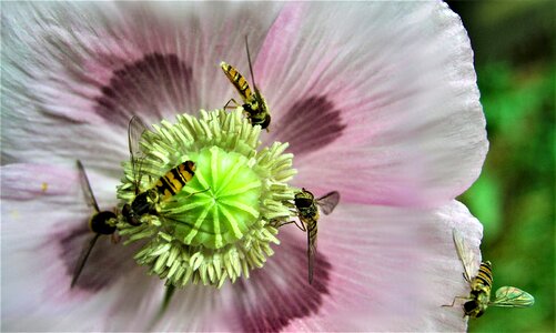 Flower poppy pollen