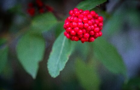 Berry red bush tree photo