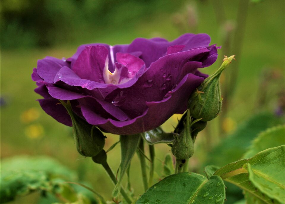 Bloom rose flora