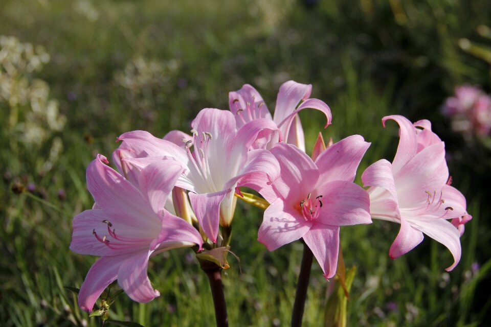 Spring plant natural