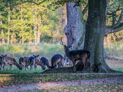 Animal landscape forest