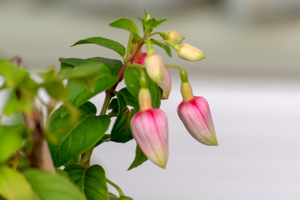 Flowers beautiful rain