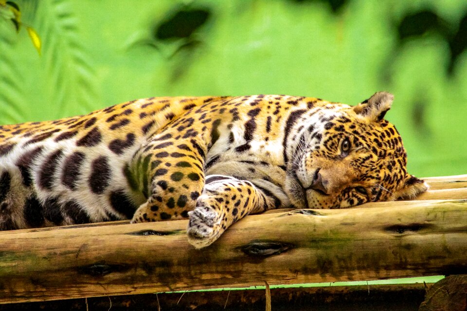 Feline predator wild