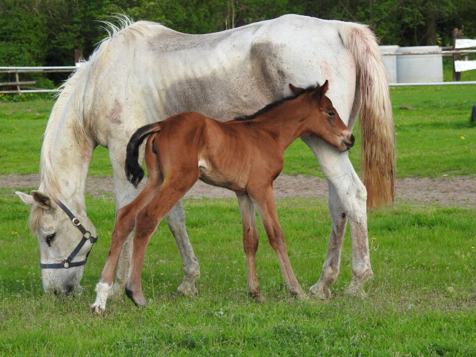 Lawn the horse mare