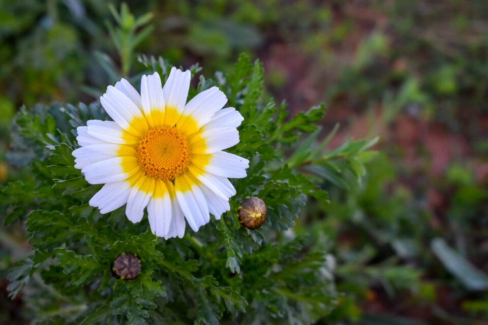Yellow white field